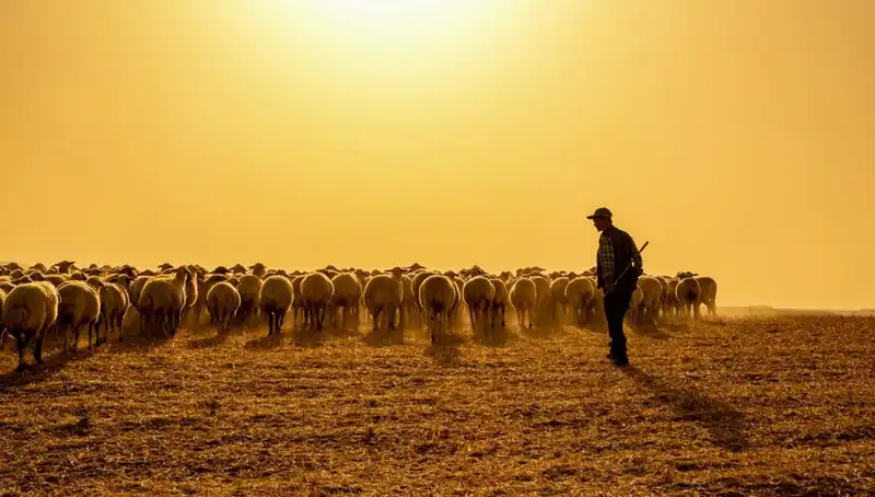 60.000 TL Maaşla Çoban Bulamayan Çiftçiler Sıra Sistemi Kurdu