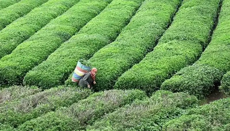 Bayramda ÇAYKUR'dan Çay Severlere Müjde: Yaş Çay Alımlarına Devam!