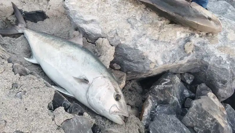 Oltayla Yakalanan Dev Balık: 65 Kilogram ve 18 Bin TL’ye Satıldı!