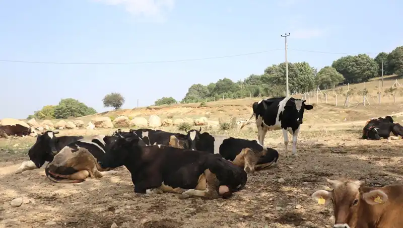 Şap Hastalığına Karşı Tedbirler: 22 Köyde Giriş Çıkış Kısıtlaması Uygulandı