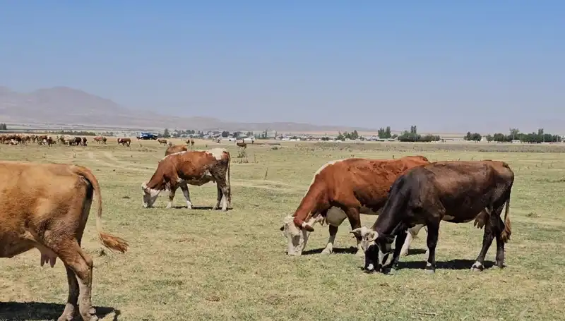 Arin Gölü Kurudu: Su Krizi Kapıda, Tarım ve Ekonomi Tehdit Altında!