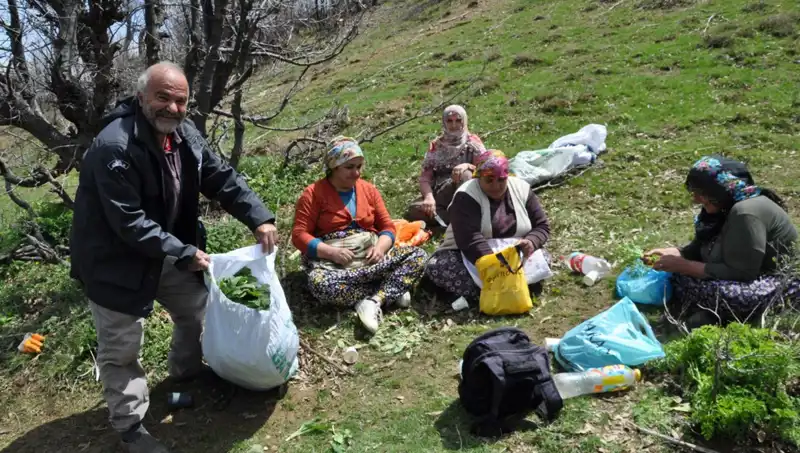 Yüzlerce Aile İçin Geçim Kaynağı: Yürüyerek Topladıkları Mantar 250 Lira!