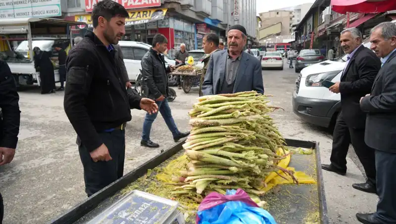 Dağlık Bölgedeki Şeker Otunun Mucizeleri: Kanser ve Mide Hastalıklarına İyi Geldiği İddia Ediliyor