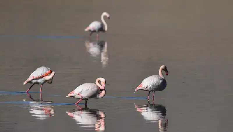Kuraklık Kuş Cennetinde Etkilerini Gösterdi: Flamingo Sayısı Düşüşte