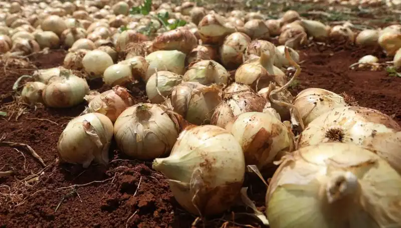 Hatay’da Soğan Hasadı Başladı: Çiftçilerin Yüzü Gülüyor