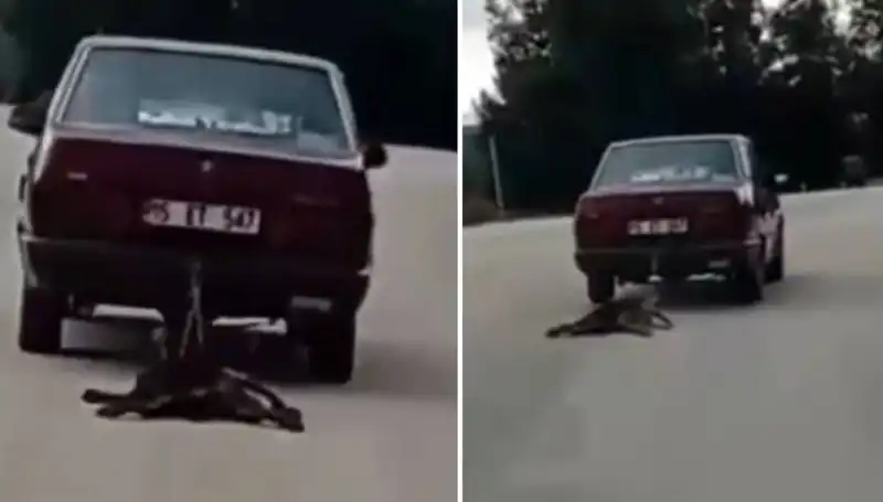 Otomobilin Arkasına Bağlı Köpek, Sokaklarda Büyük Şok Yarattı