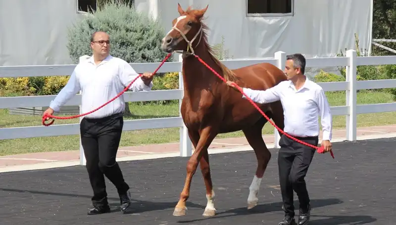 Taşkın Kral Rekor Kırarak Doğa Tutkunlarını Büyülüyor