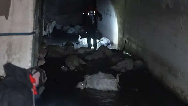 Hayvanları Tehdit Eden Keskin Koku: Onlarca Canlıyı Kaybettik