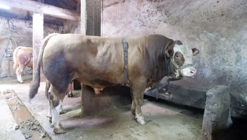 Dikkat Çeken Satış: 1 Ton 200 Kilo Ürün Hızla Satışa Çıktı!