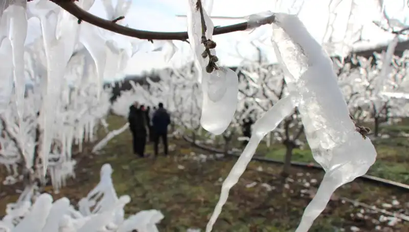 Ağaçların Dondurulması: Soğuk Hava Etkisiyle Çiçek Açan Tomurcuklar