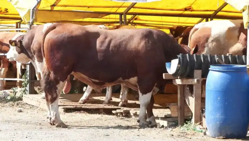 Kurban Pazarlarında Bugünlerde Sıcak Gelişmeler Yaşanıyor