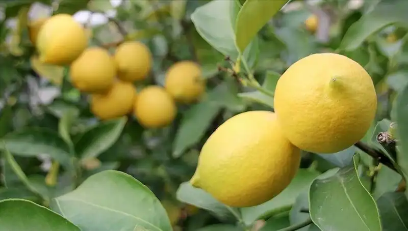 Limonun Fiyatı Pes Dedirtirken, Tüketicinin Cebini Yakıyor!