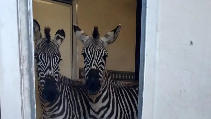 Sınırda Durdurulan Minibüste Şaşırtan Yolcular: İki Zebra, Altı Maymun ve Daha Fazlası!