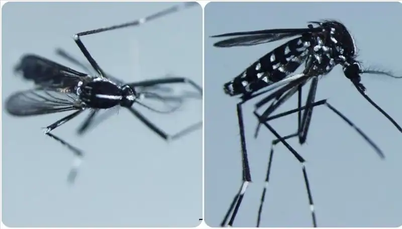 Chikungunya Virüsü Nedir? Belirtileri ve Dünya Genelinde Yayılma Haritası
