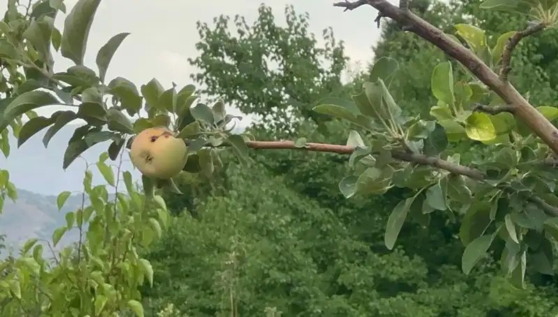 Yüzyılın Tarım Faciası: Tek Elma Çürüyerek Düştü!