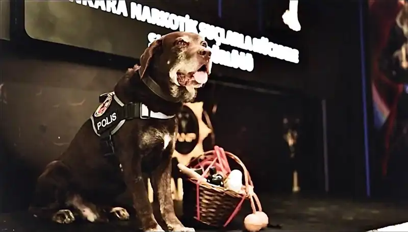 Ankara Emniyeti'nin Efsane Narkotik Köpeği Toma, Emekli Oldu!