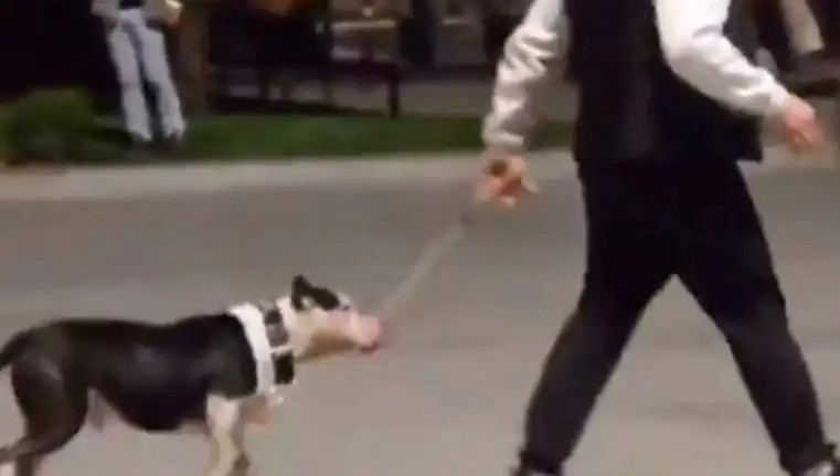 Ağızlıksız Pitbull'un Saldırısı: Sahibi Cezalandırıldı, Olay Şok Etti!