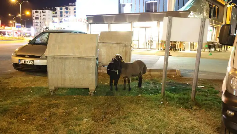 "Yola Düşen Mor Karaman Koyunları: İhmal Edilen Hayvanların Dramı"