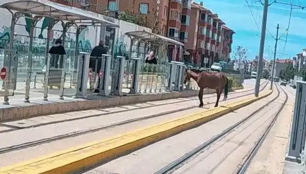 Eskişehir Tramvay Raylarında Başında Atla Yürüyen Hayvan: Olayın Ardından Ne Oldu?