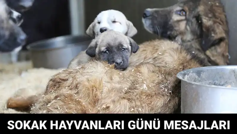 Dünya Sokak Hayvanları Günü: Hayvanlara Şefkat Gösterme Zamanı