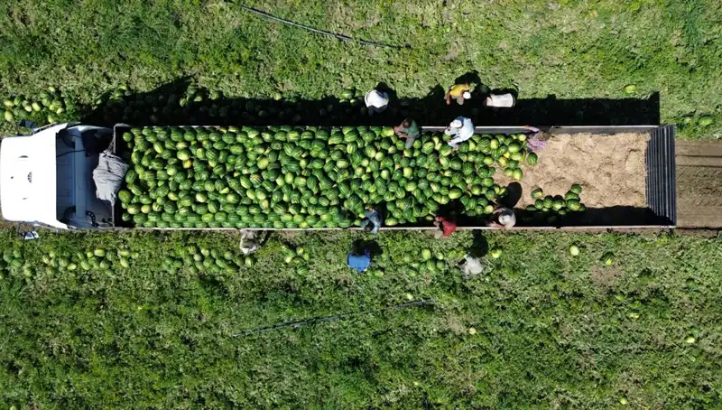 Bafra Ovası'ndan Rekor Karpuz Beklentisi: 94 Bin 500 Ton Olacak!
