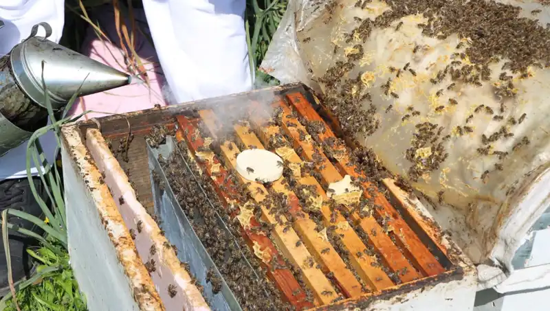 Ata Mesleği Arıcılığı Sürdüren Genç Girişimci, Yurt Dışından Sipariş Almaya Başladı