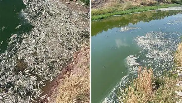 Karasu Çayı'nda Balık Ölümleri: Çevresel Etkilerin İzinde Bir Araştırma