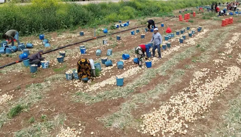 Soğan Hasadı Başladı: Fiyatlar Düşerken Ne Olacak?