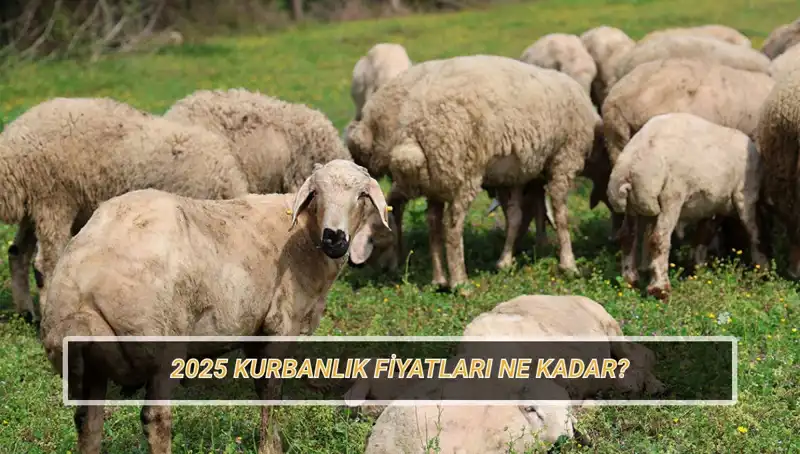 2025 Kurban Fiyatları Belli Oldu: Büyükbaş ve Küçükbaşda Son Durum