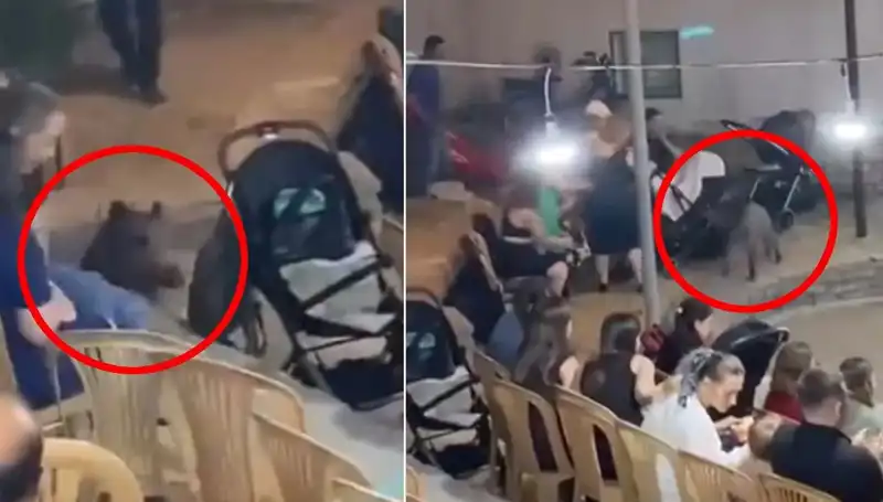 Düğün Eğlencesine Yaban Domuzu Tamponu: Korku Dolu Anlar Yaşandı
