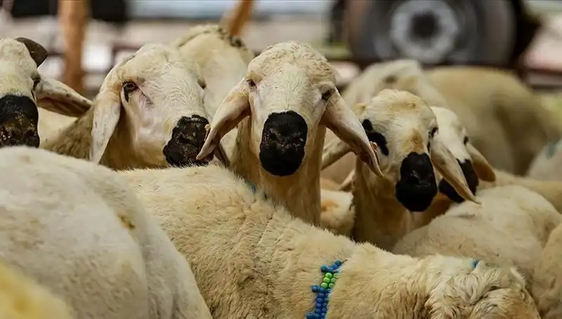 Kurban Bayramı 2023: Bayram Tatili Süresi Hakkında Son Gelişmeler
